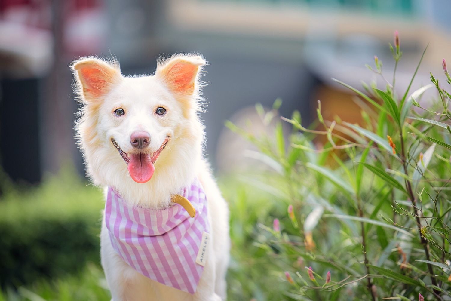 Cute white dog with pointy ears and pink tongue wears pink and white striped bandana in garden setting.