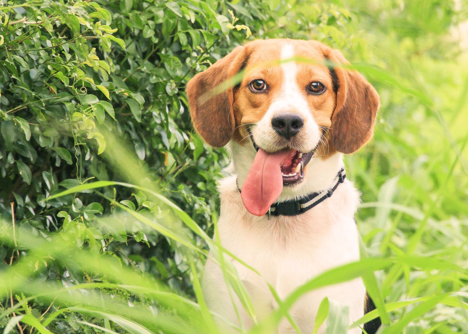 Happy beagle dog with tongue out sitting in green garden foliage wearing collar.