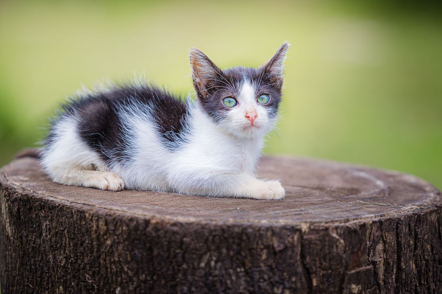 a black and white kitten on a log
