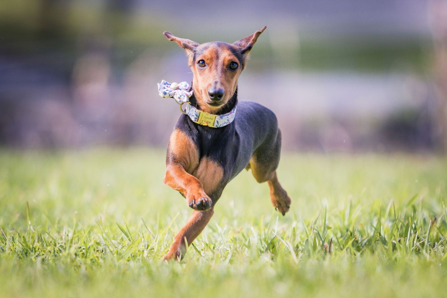 outdoor portrait of a running chihuahua