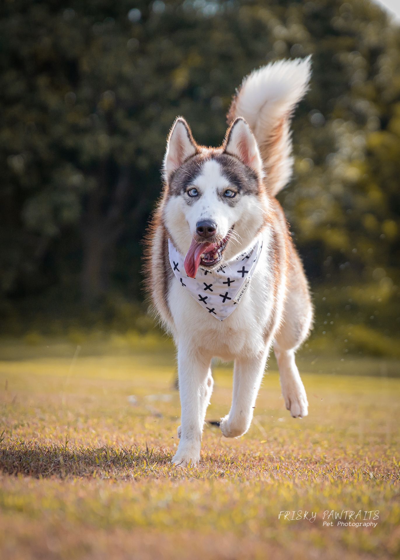 outdoor portrait of a running Siberian husky
