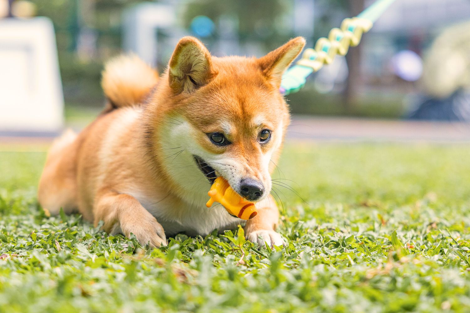 Shiba Inu dog playing with yellow toy while laying in green grass on sunny day.