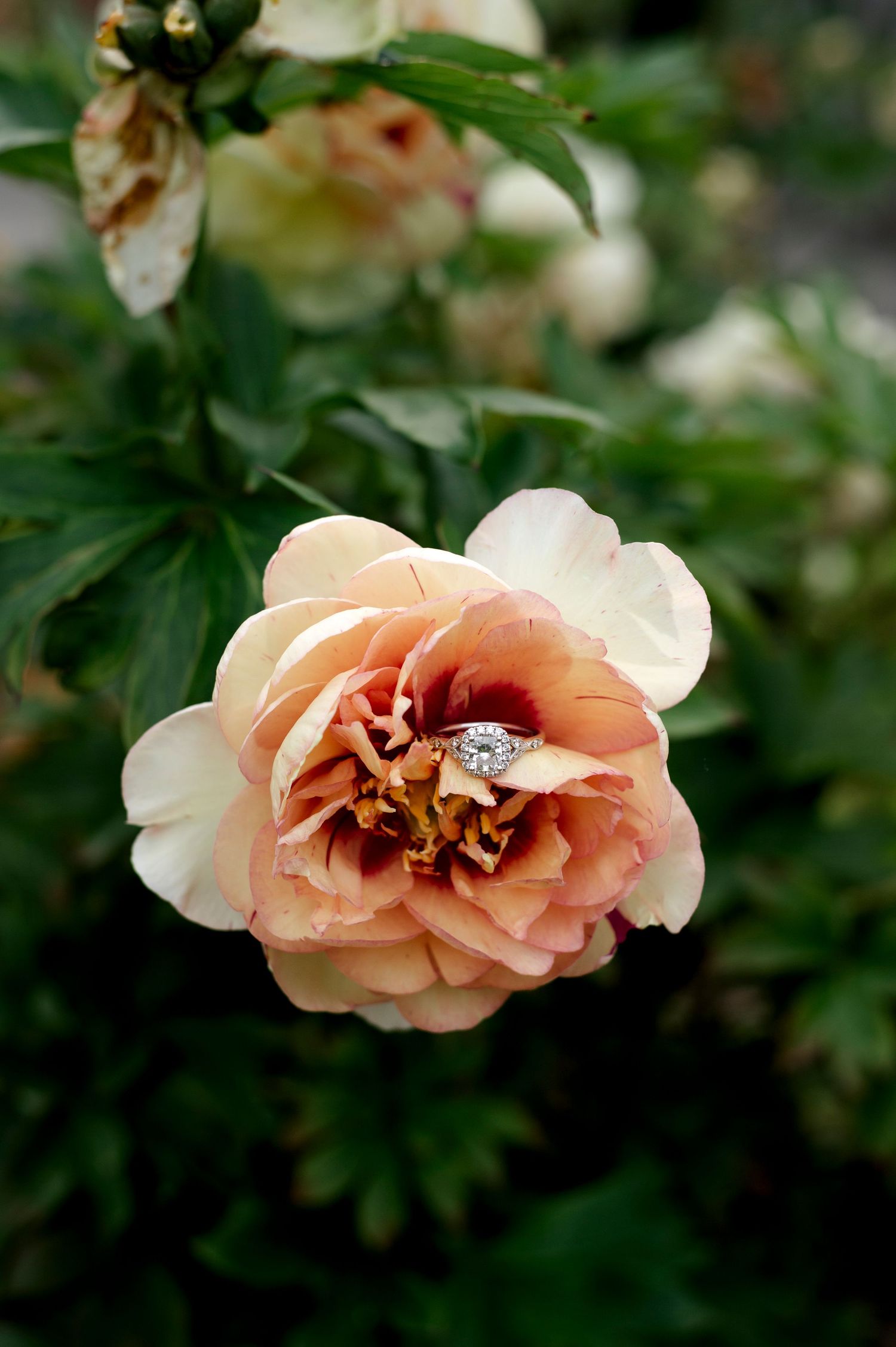 A diamond engagement ring nestled in the center of a blooming peach peony flower outdoors.