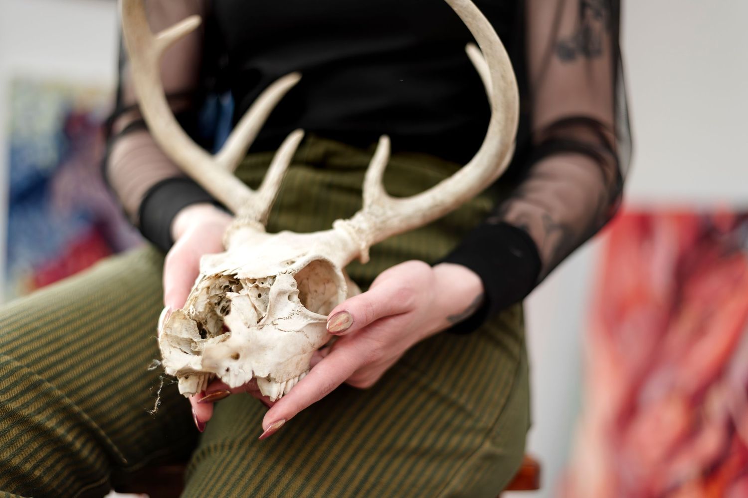 A close-up view of hands holding and examining a white animal skull specimen.