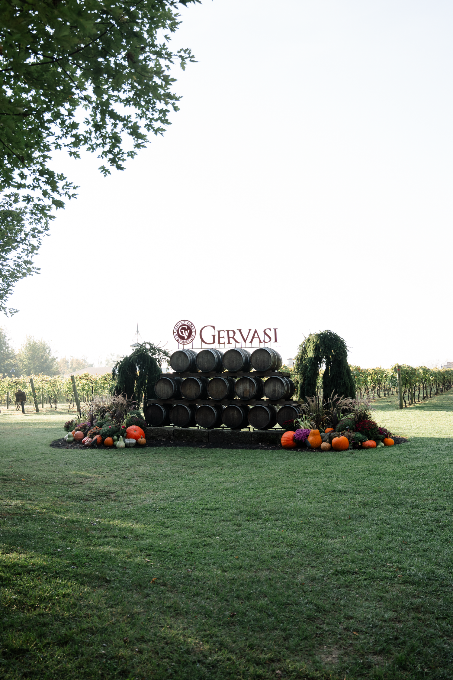 Large wine barrels and pumpkins arranged on grassy field at Gervasi Vineyard during autumn season.