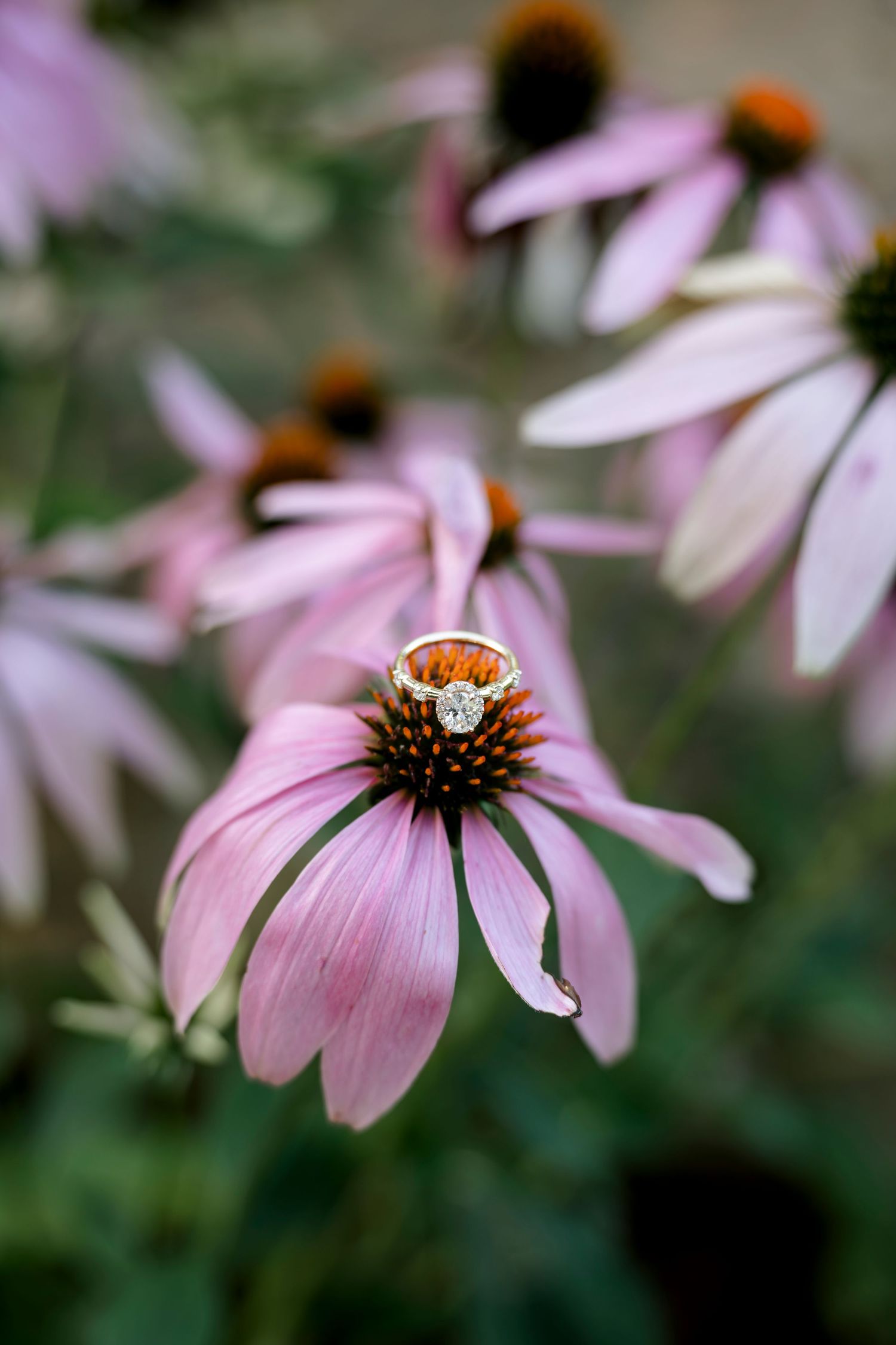 Diamond engagement ring resting on pink echinacea coneflower center in garden setting.