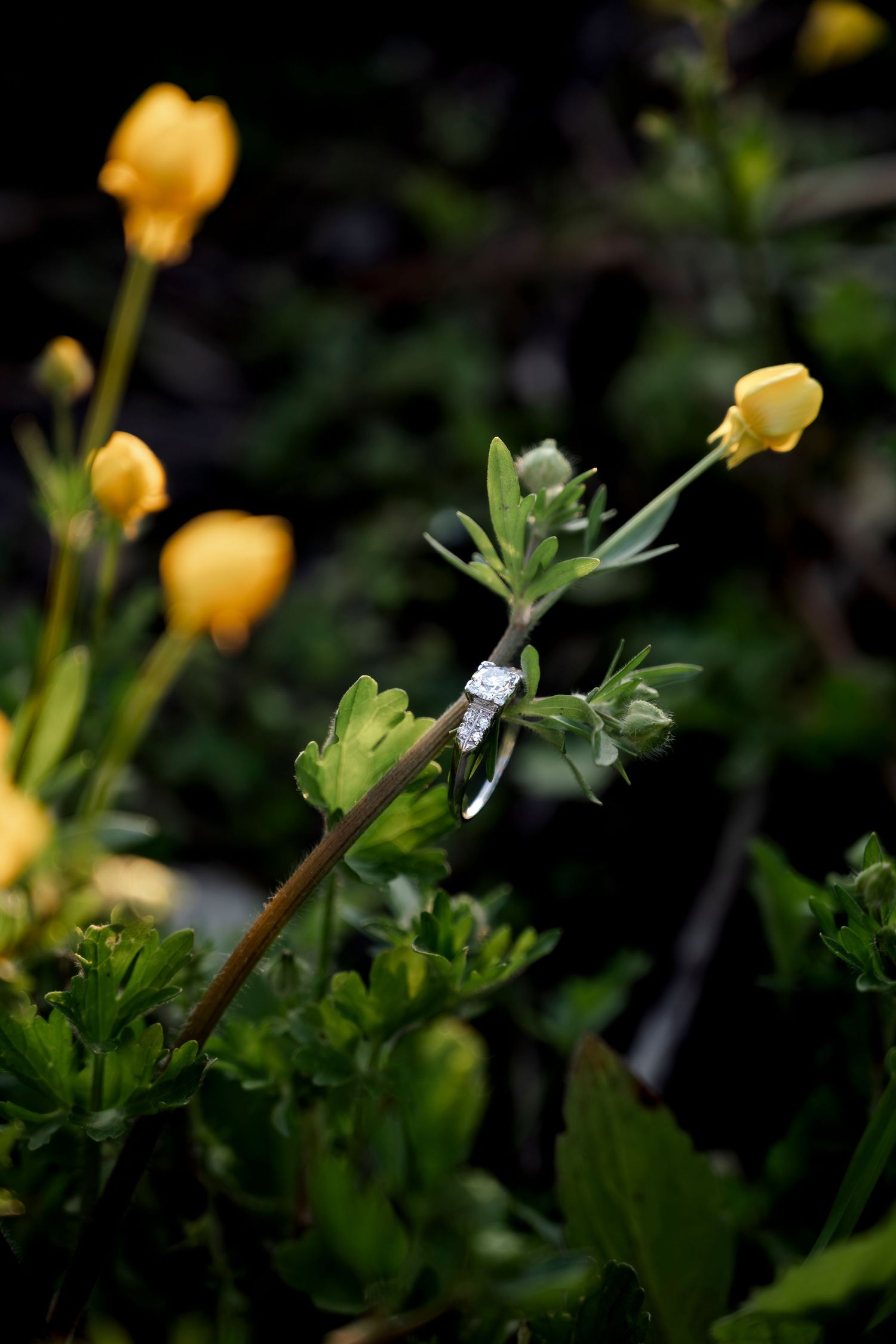 Diamond engagement ring balanced on a yellow buttercup flower stem surrounded by green foliage.