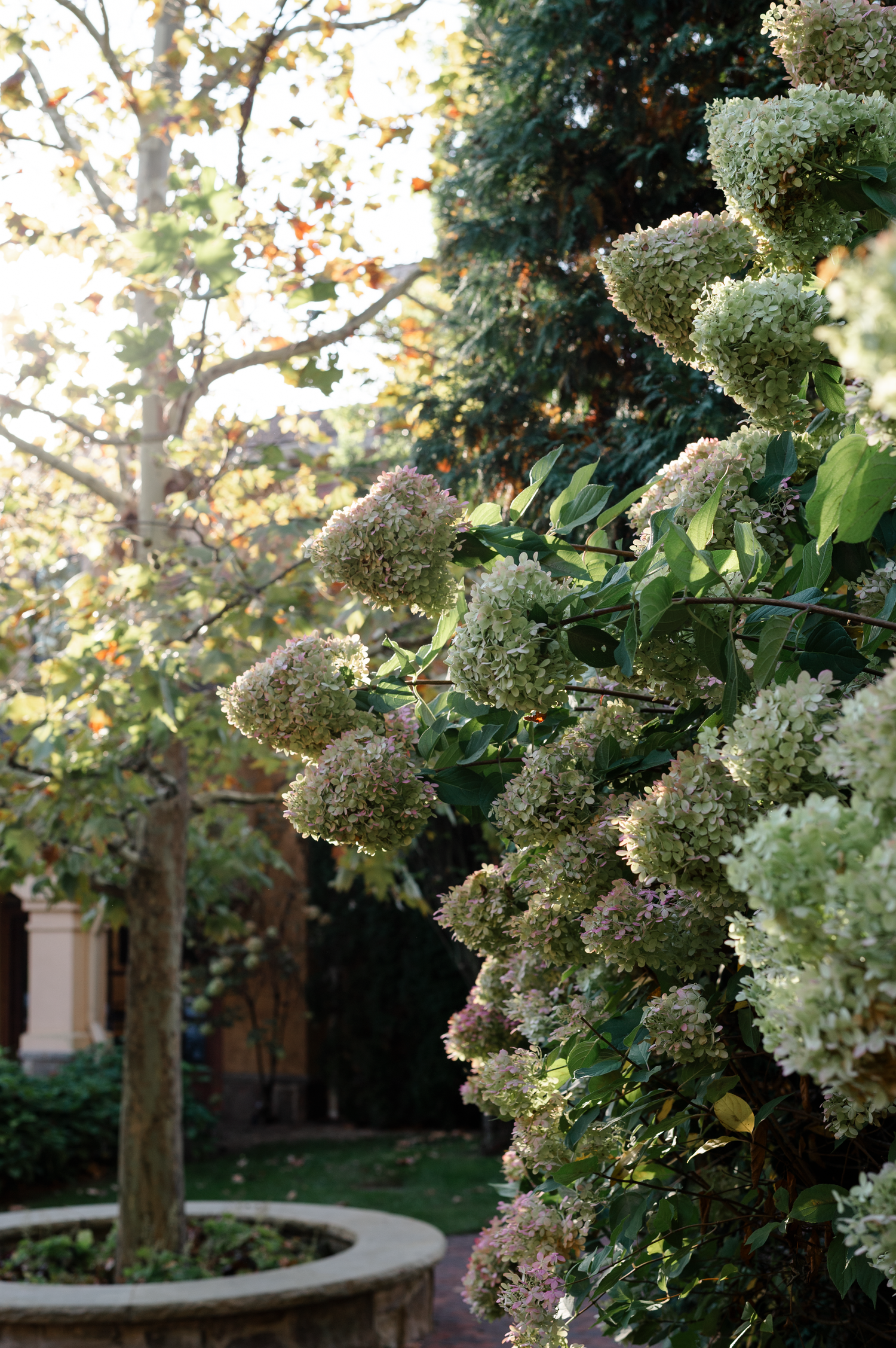 White hydrangea flowers bloom on bushes along a curved garden path with trees in the background during sunset.