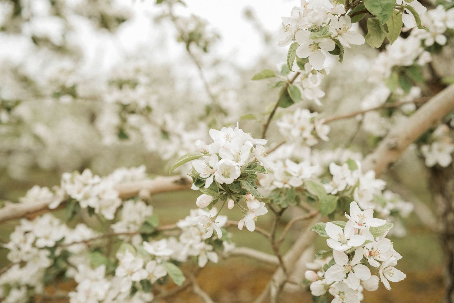 Pommiers en fleurs