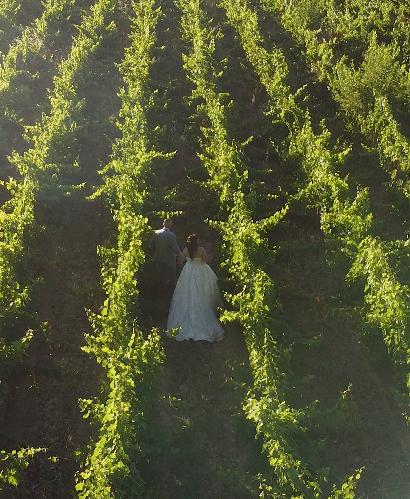 Aerial view of a bride and groom standing among lush green vineyard rows in golden sunlight.