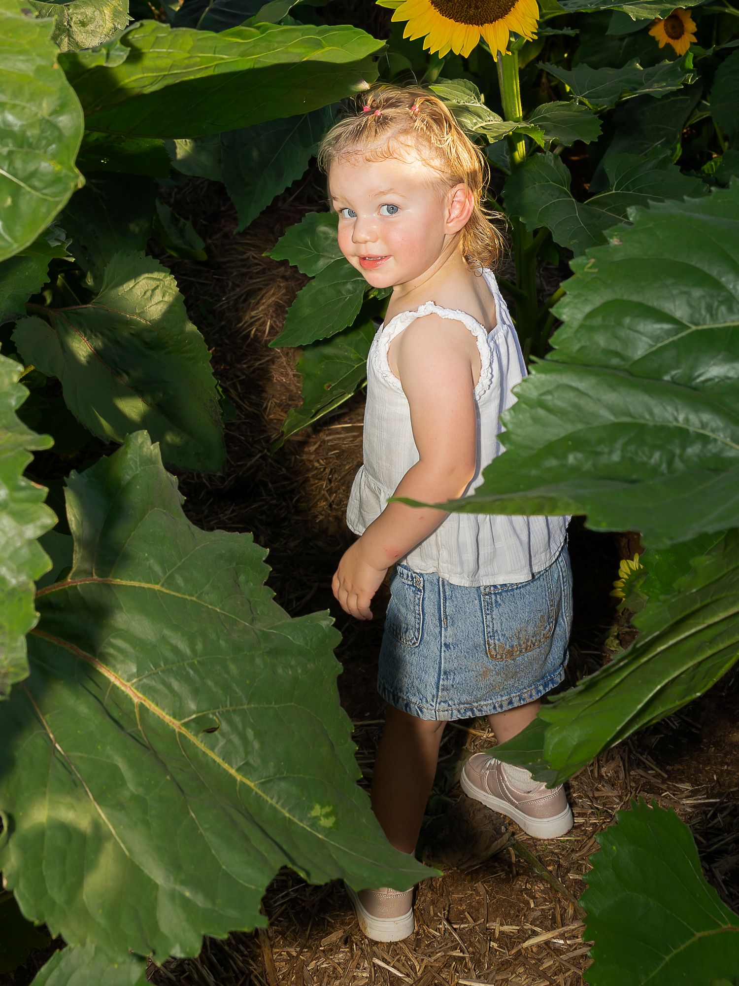 A young blonde toddler girl in a white top and denim skirt stands among giant sunflower leaves in a sunflower field.