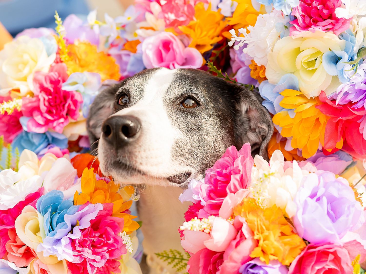 Adorable gray and white dog surrounded by colorful pink, orange, yellow and purple flowers in a vibrant floral arrangement.