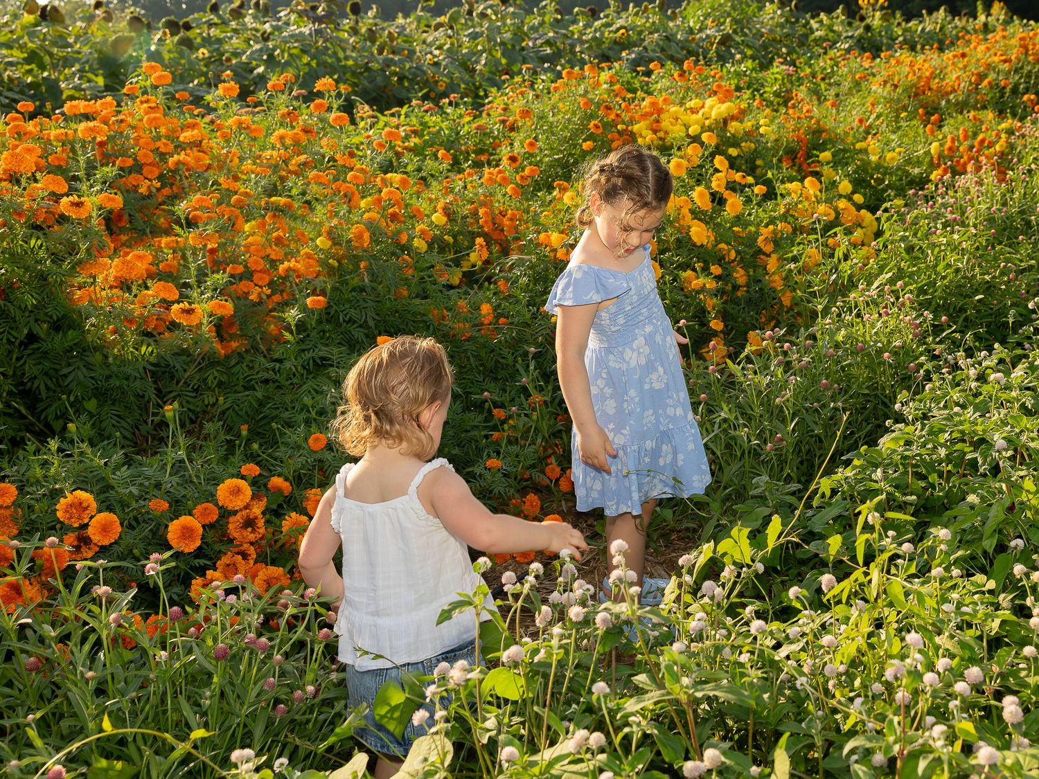Two young girls in a sunny flower field with vibrant orange blooms, wearing summer dresses while exploring nature together.