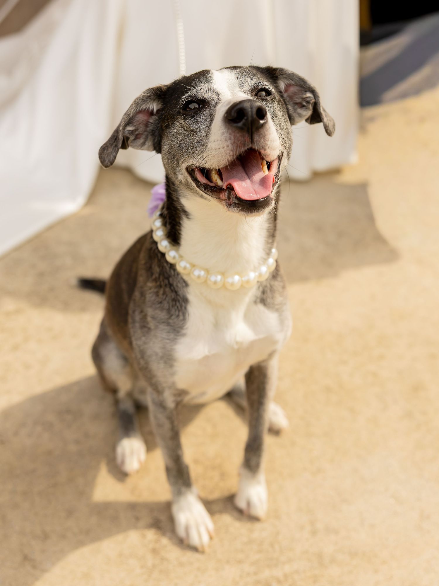 Happy dog wearing a pearl necklace sits proudly as a wedding guest at an outdoor ceremony.
