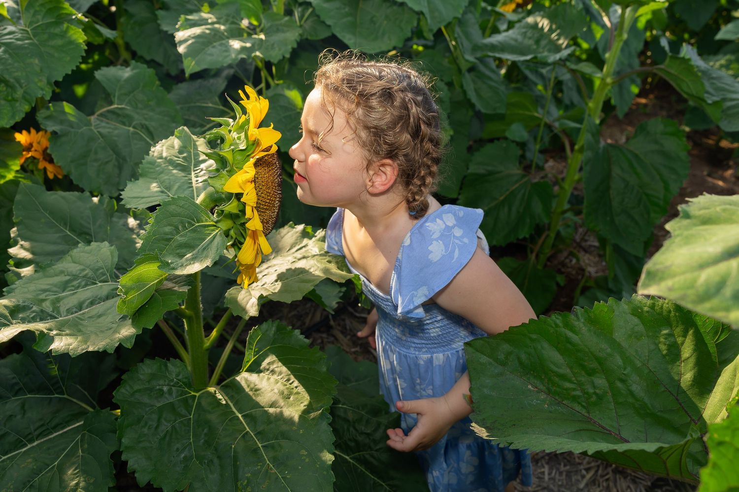 Young curly-haired girl in blue dress smelling a bright sunflower among large green leaves in a garden.