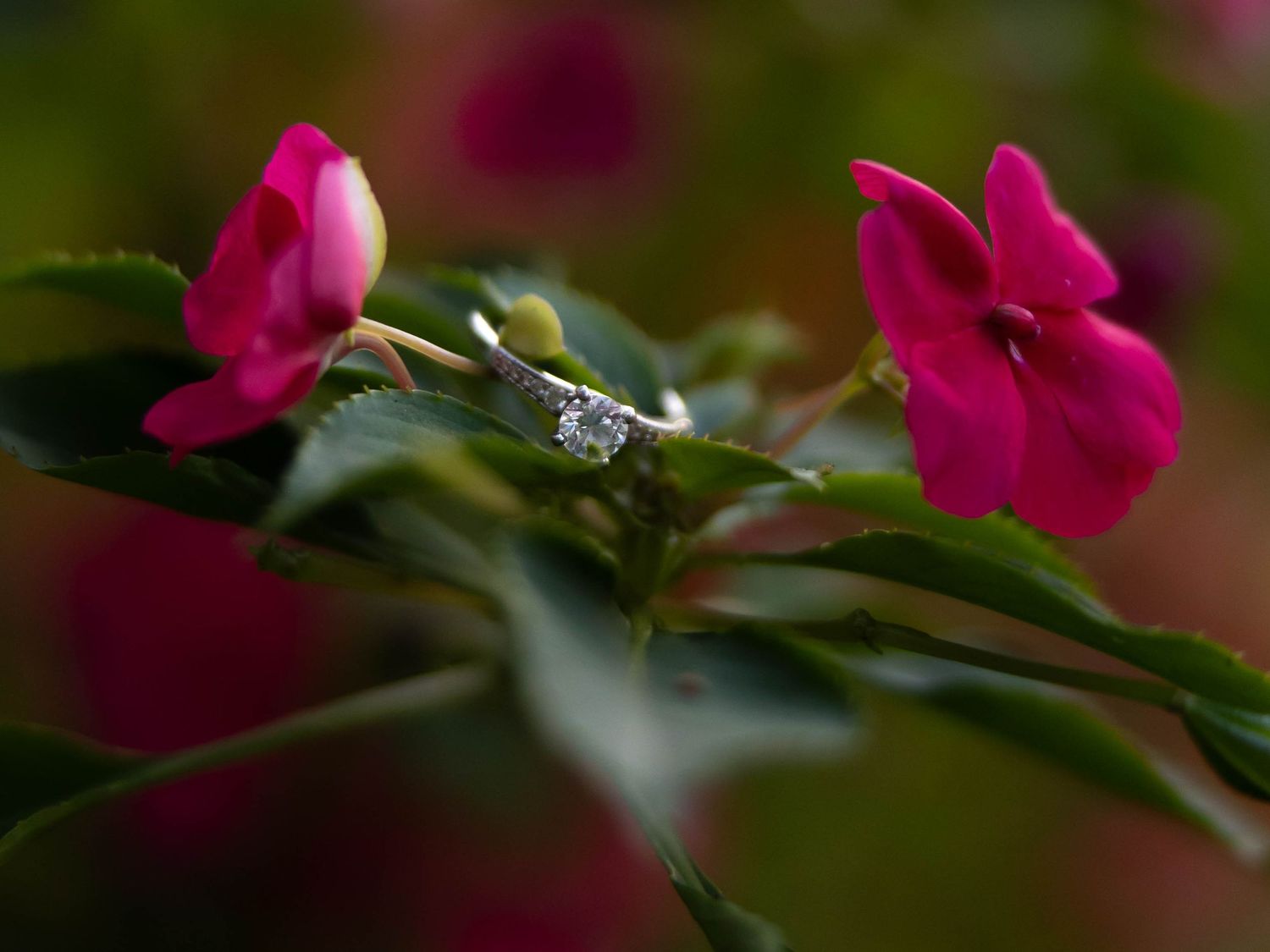 A pink and white diamond engagement ring sparkles atop vibrant magenta flowers in natural lighting.