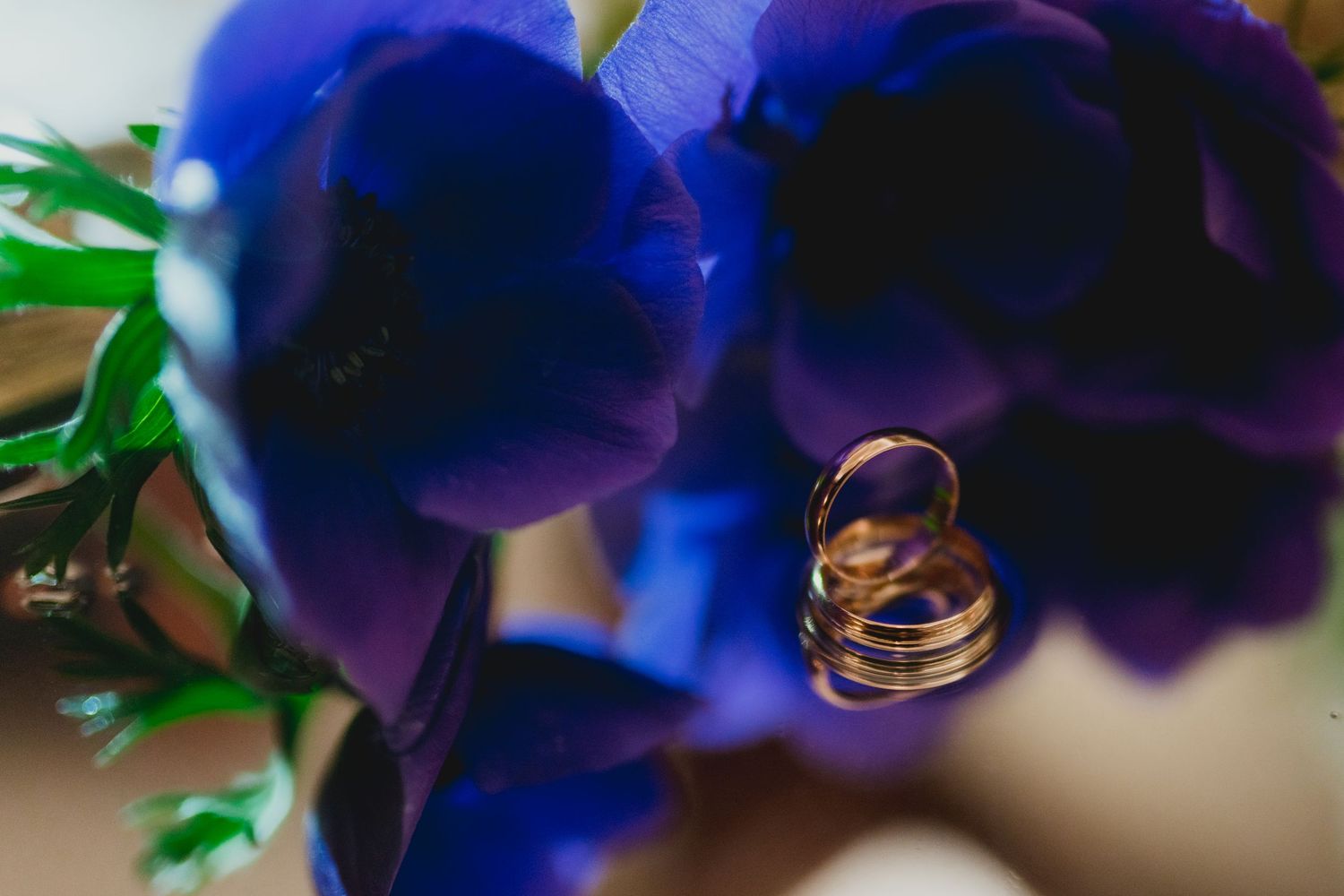 Close-up macro photography of blue delphinium flowers with water droplets and golden wedding rings in natural lighting.