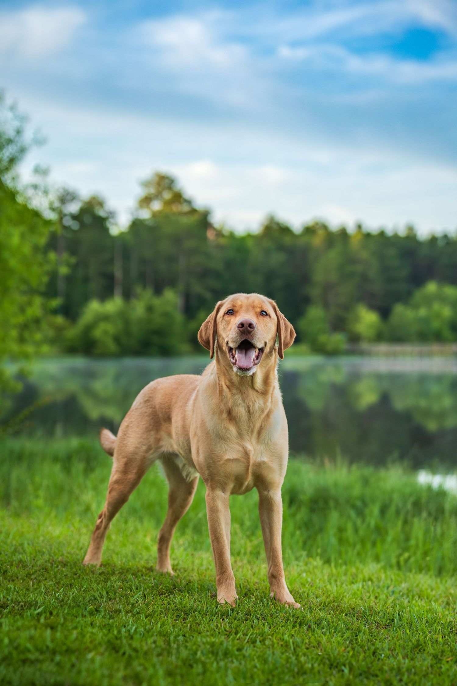 Dog standing behind a stunning middle Georgia landscape