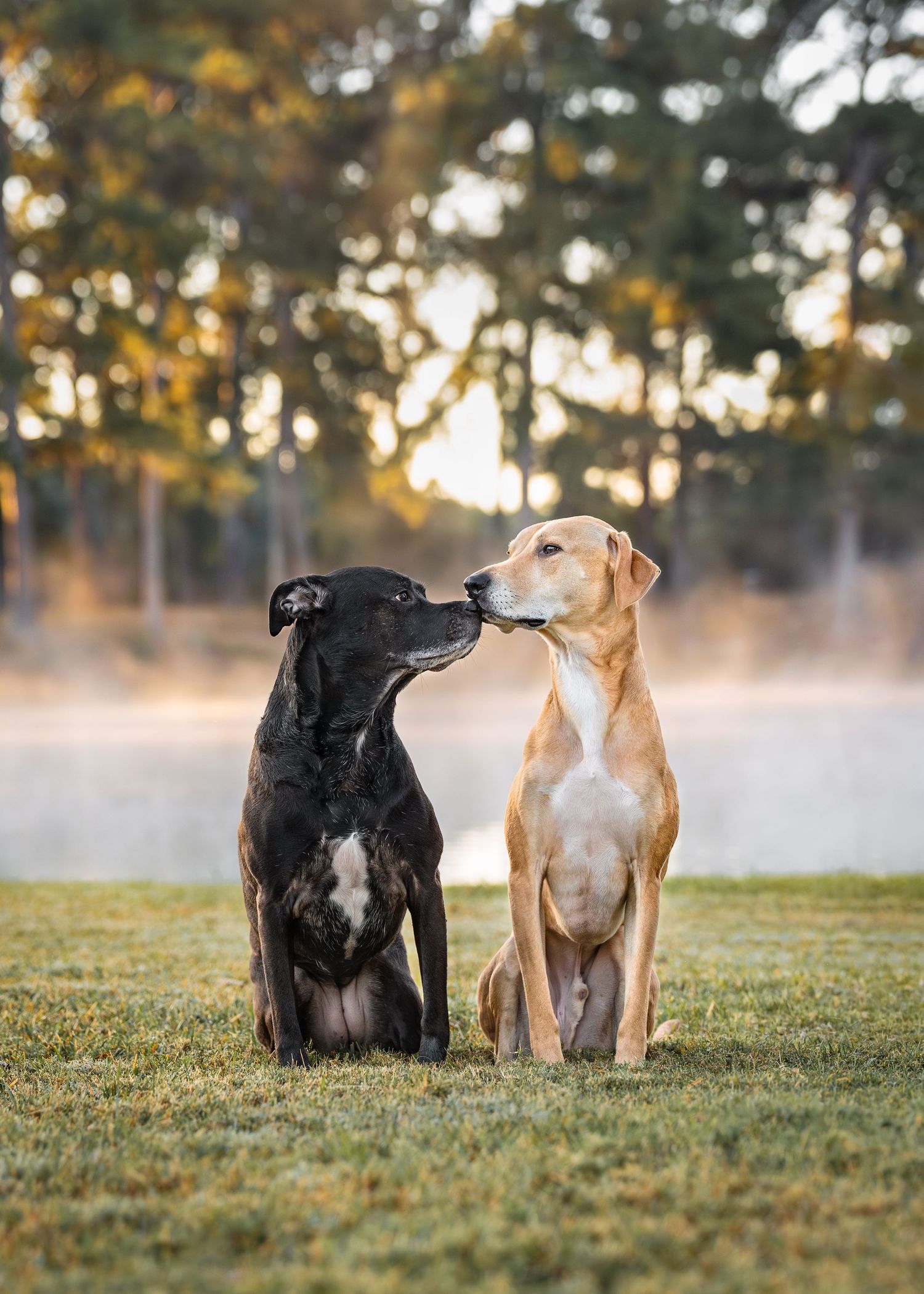 Two dogs kissing at sunrise with fog steaming off the water. Photoshoot in Perry, georgia with paws for portraits