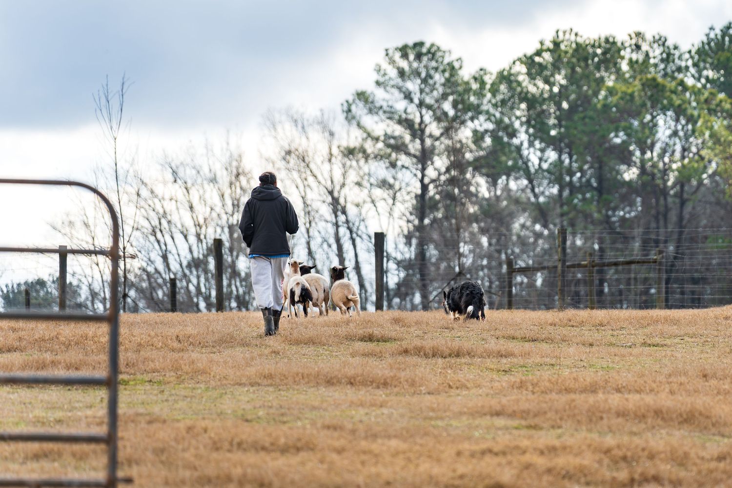Herding photography- paws for portraits- Georgia dog photographer