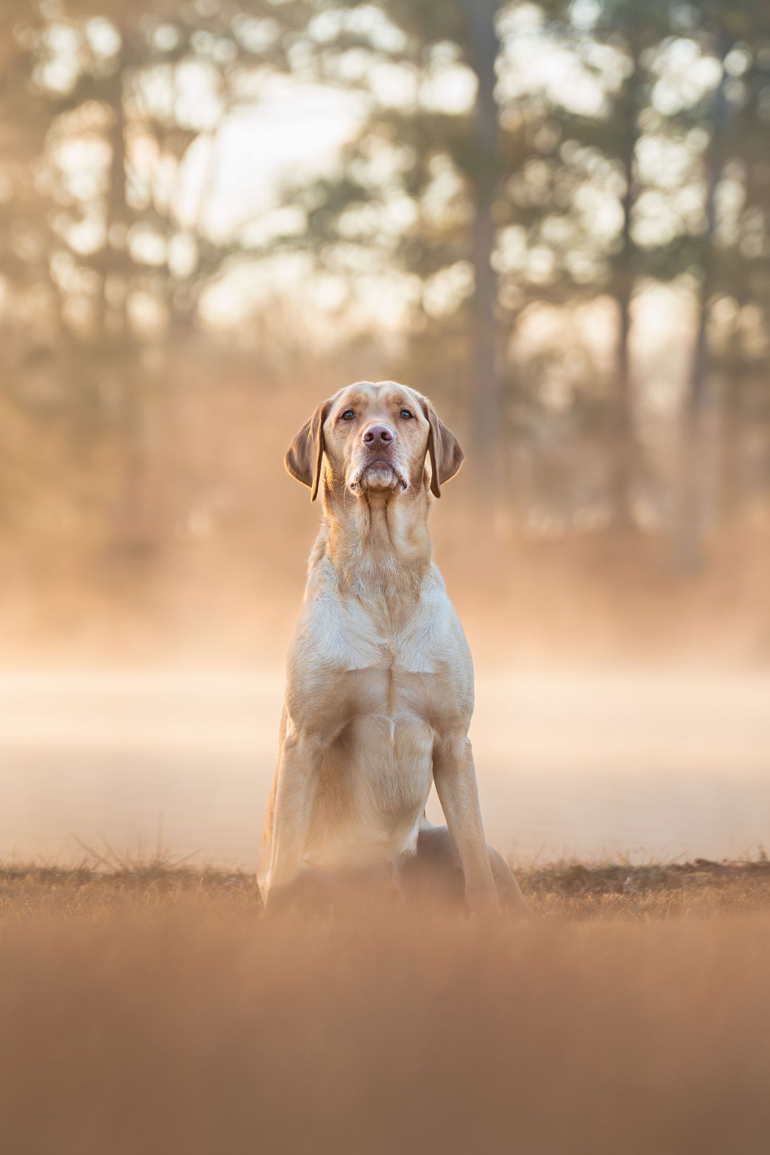 Dog photography- action photos of dogs- Paws for portraits- Georgia