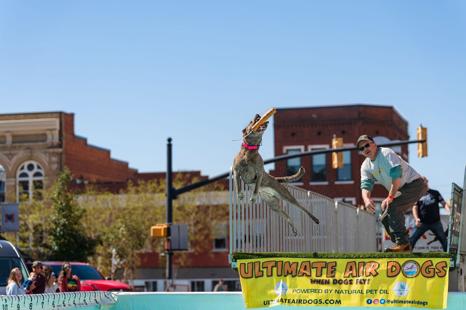 Dock diving- Paws for Portraits- cherry blossom festival Macon