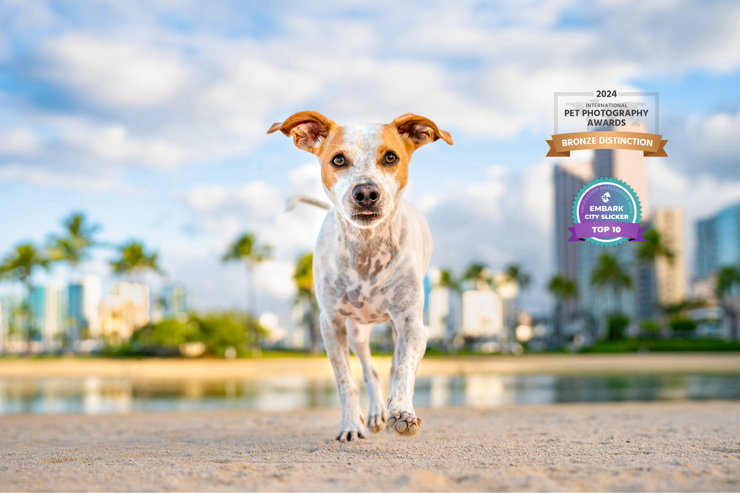 Embark- unleashed education winner- city slicker- IPPA award winner