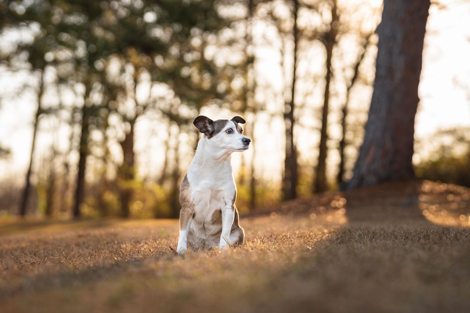 A dog photoshoot of White West Highland Terrier sitting in a park at sunrise, golden light glowing around the dog as it smiles in Perry, GA.