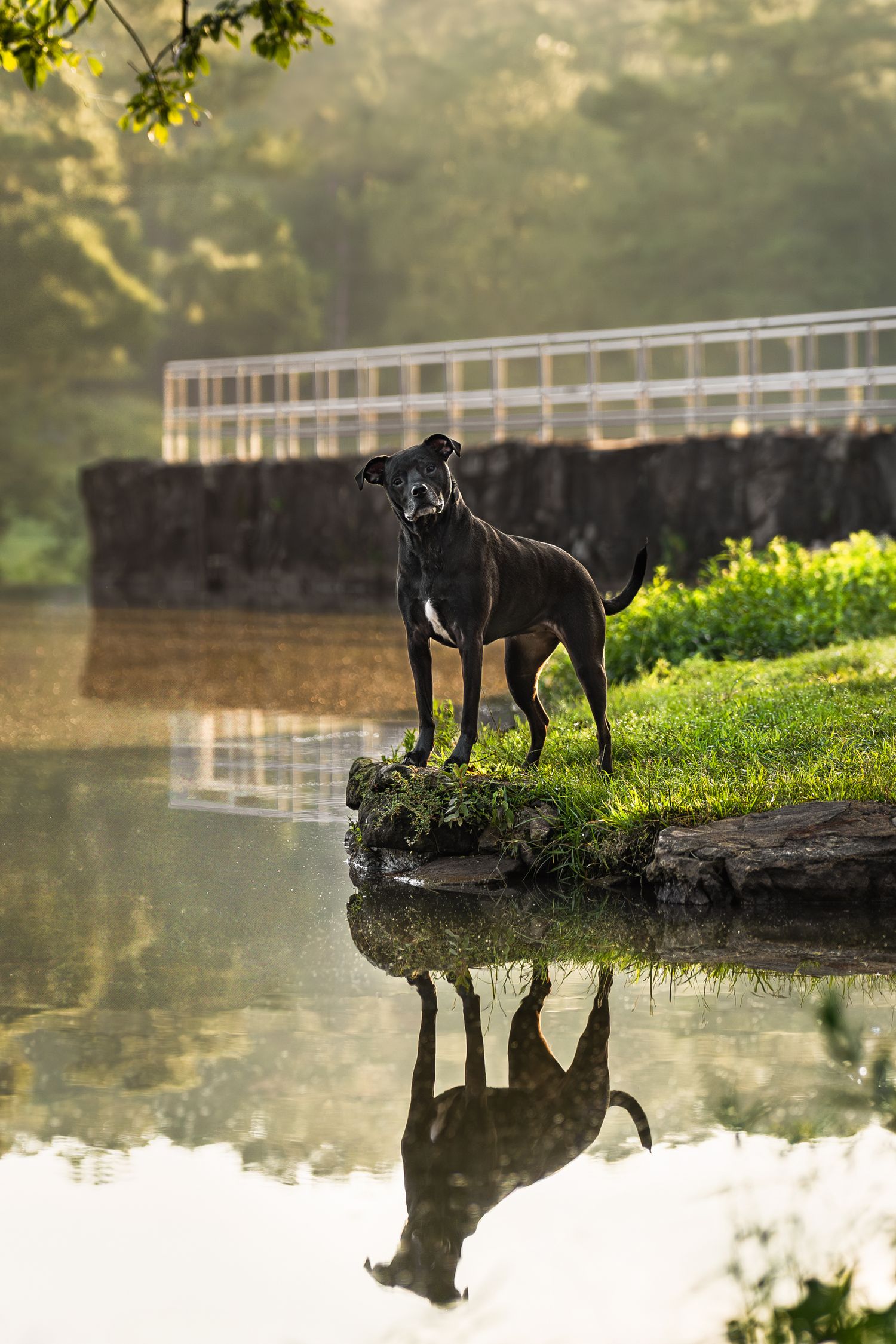 Lab mix dog standing near the water during sunrise in Middle Georgia with paws for portraits.