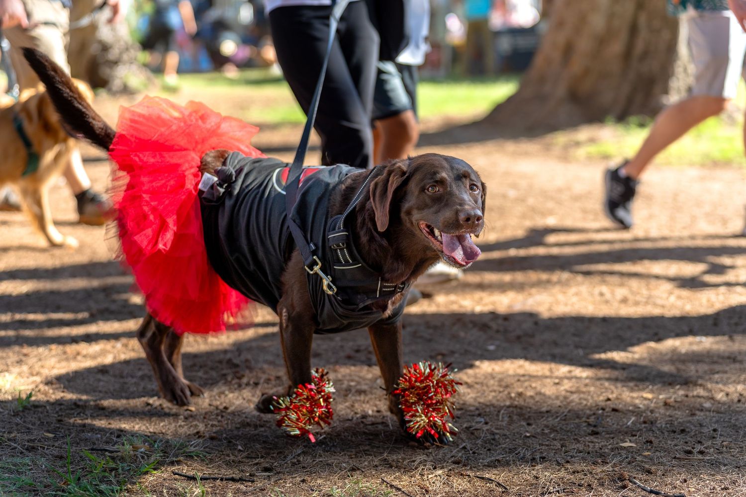 Dog photography- Event photography- pet photographer- paws for portraits- Oahu, HI- Pet walk