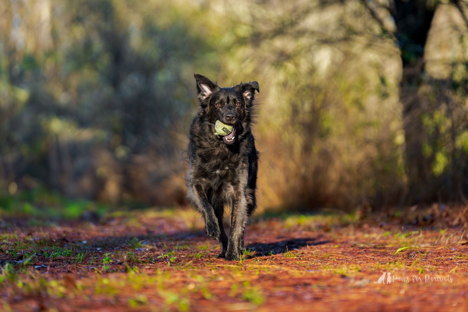 Dog photography- action photos of dogs- Paws for portraits- Georgia