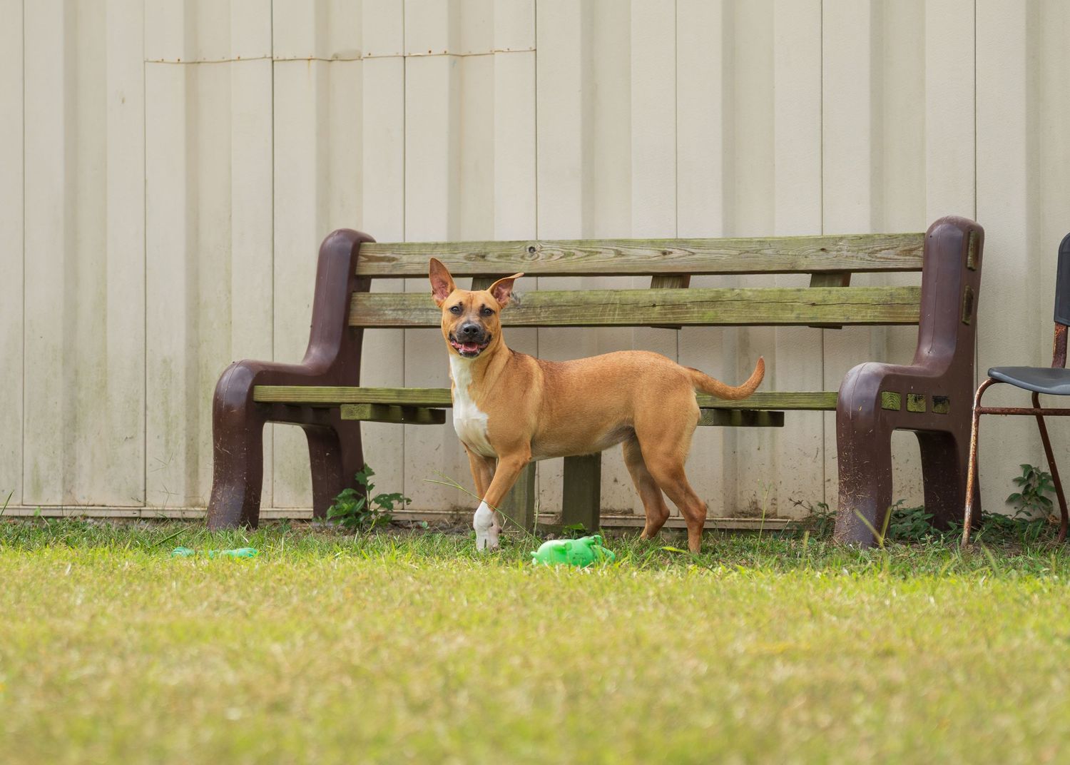 Mix breed at the shelter- Warner Robins Animal Control