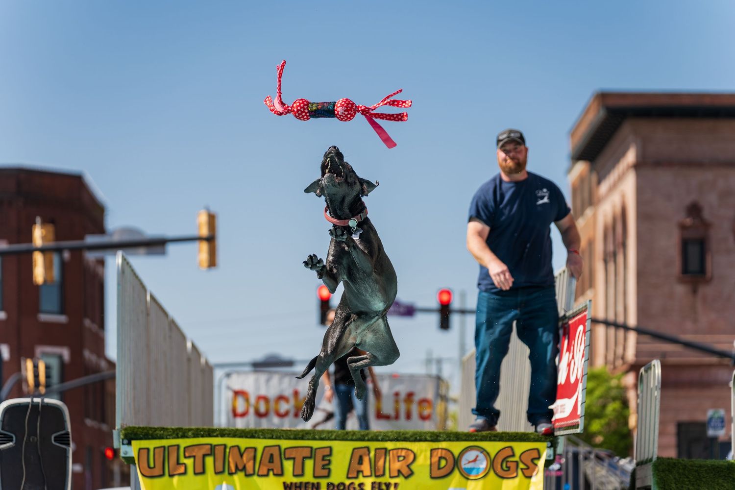 dock diving dog photography- paws for portraits- Georgia dog photographer
