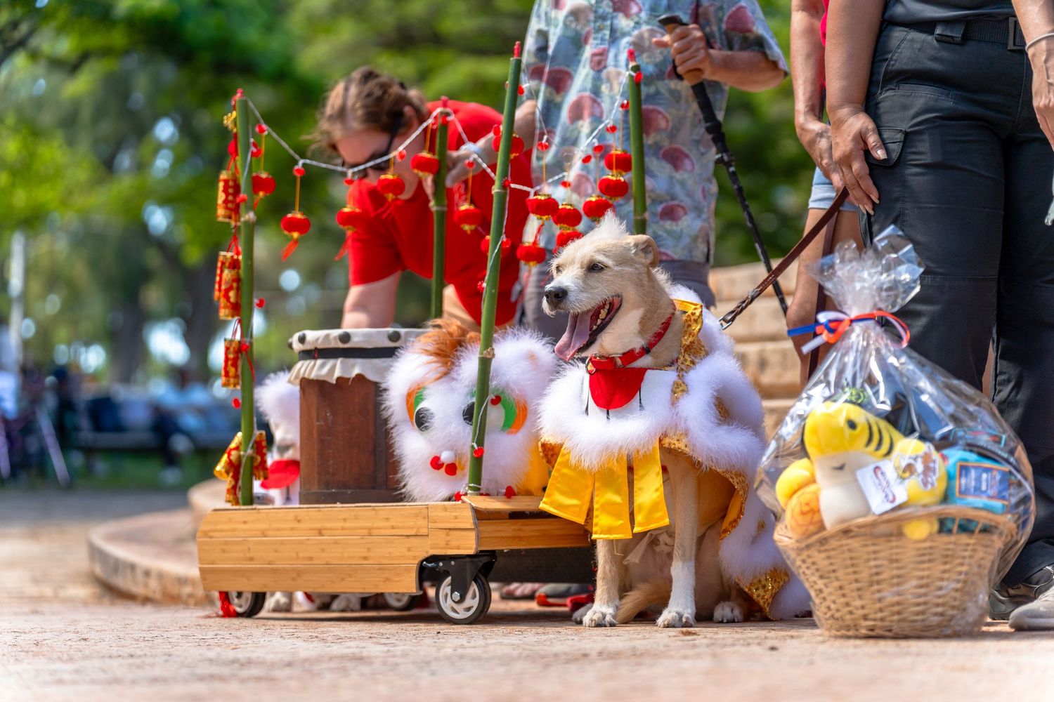 Dog photography- Event photography- pet photographer- paws for portraits- Oahu, HI- Pet walk