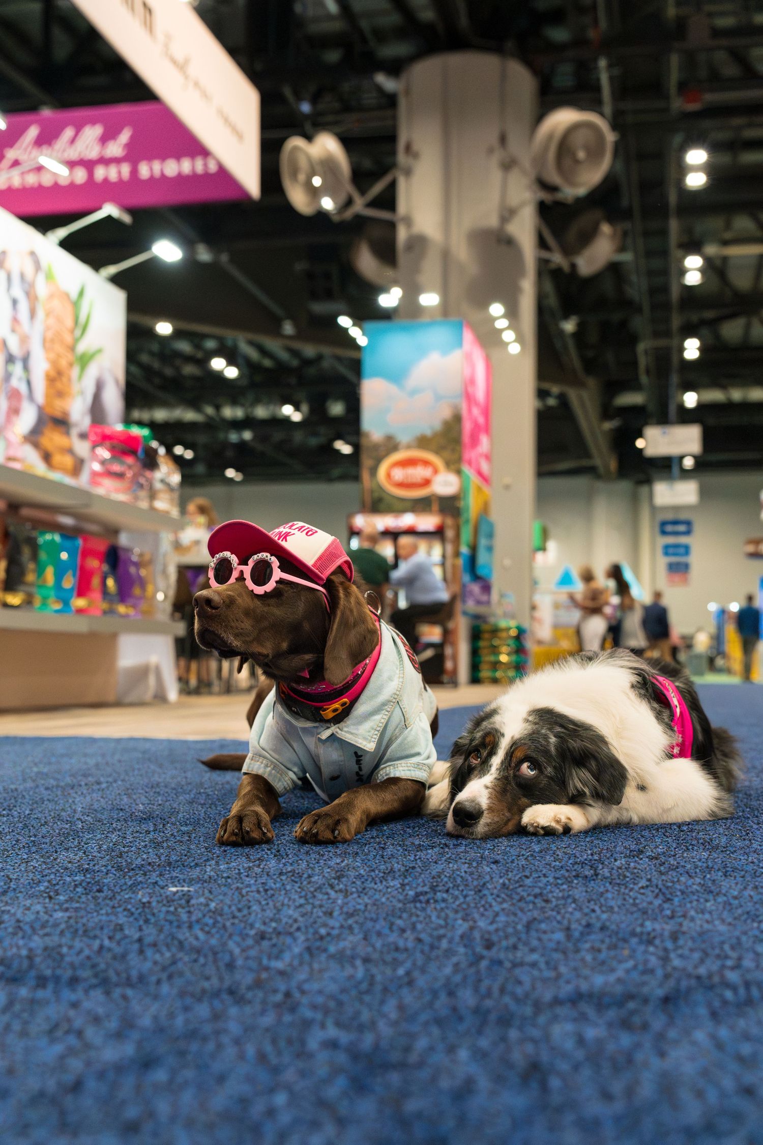 Global Pet expo- Orlando- Paws for Portraits- Dog- pet influencers