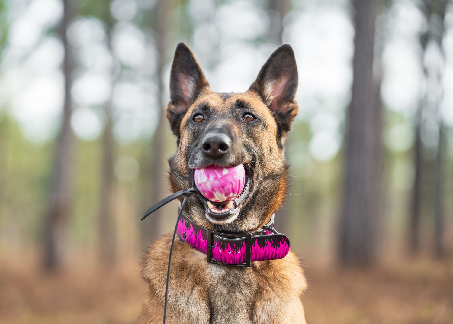 commercial dog photography- dog holding a pink ball with a matching collar in the woods.
