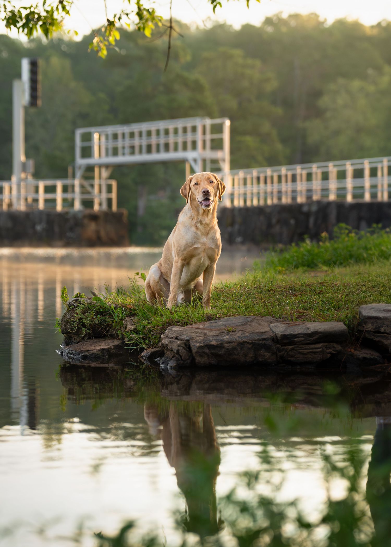 A lab posing by the water with the sunrise glow reflecting off the water and dog.