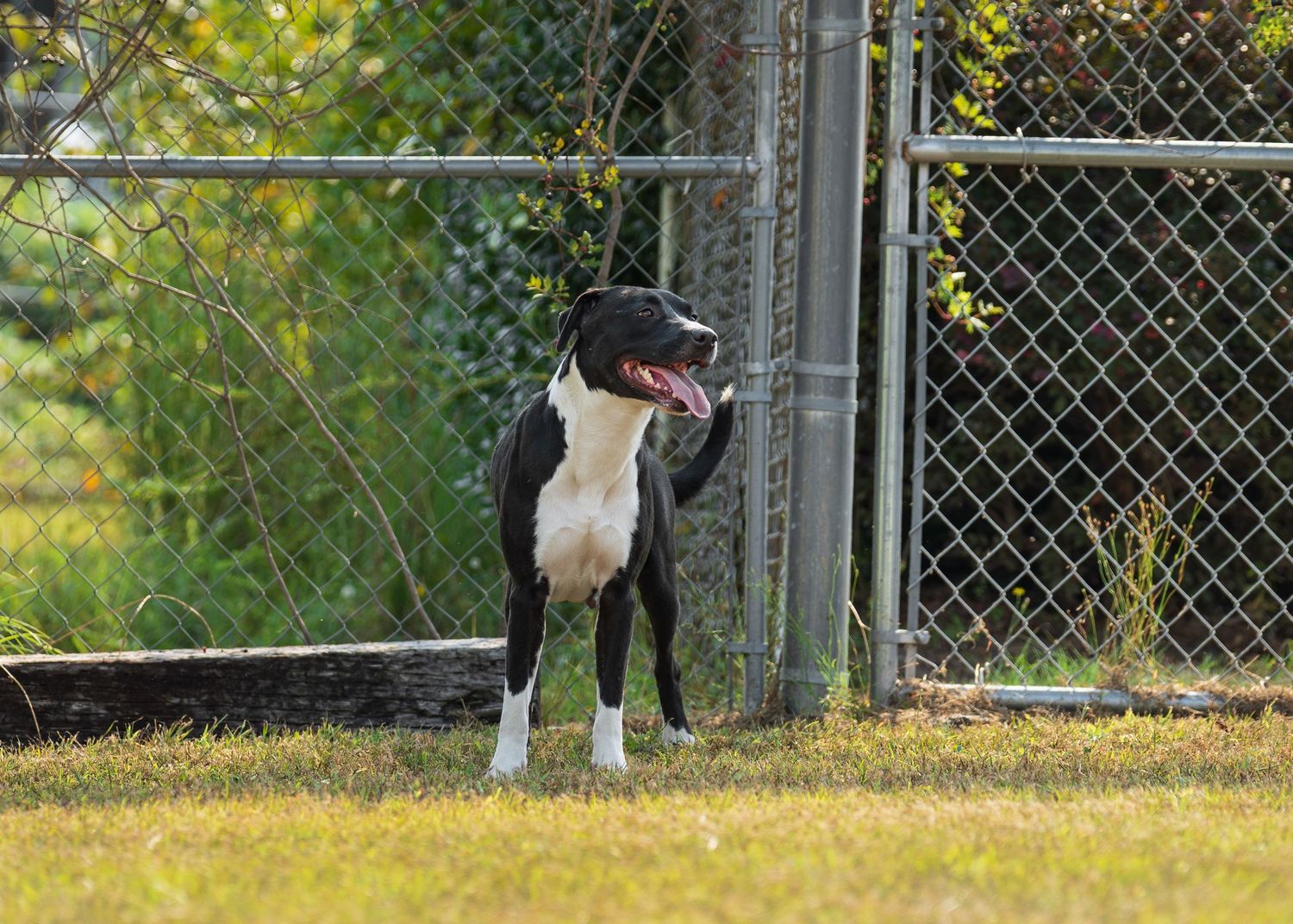 Mix breed at the shelter- Warner Robins Animal Control