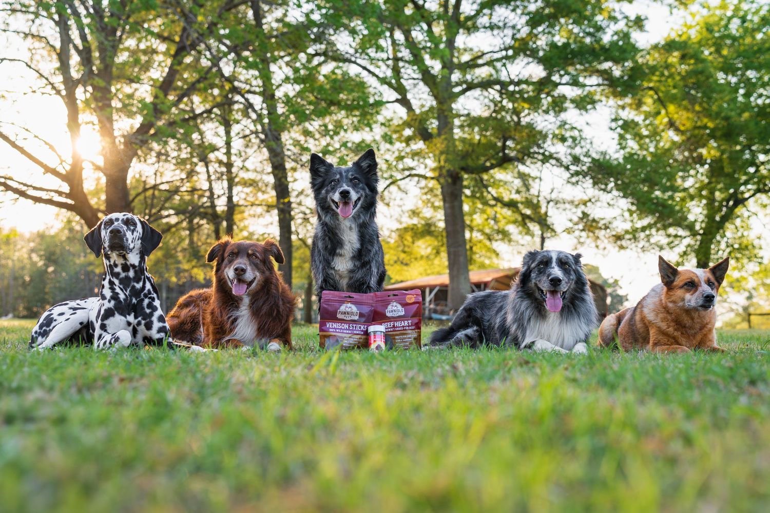 Commercial and small business pet/dog/cat photography- Paws for Portraits- Georgia- Hawaii