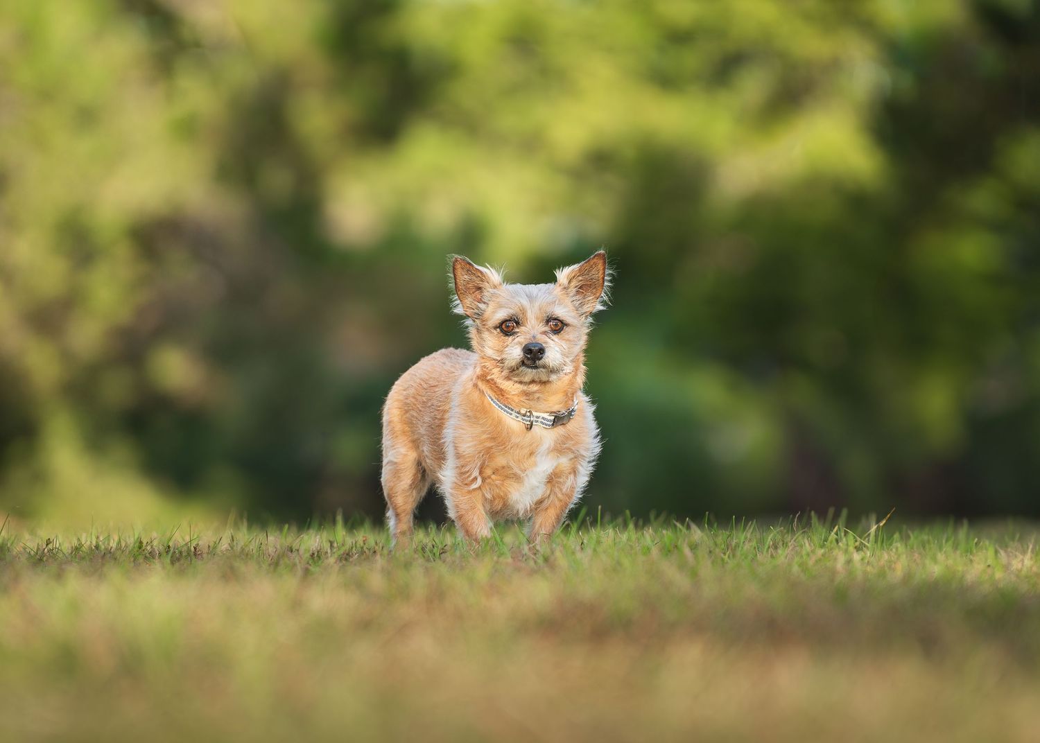 Small dog at the park for a photoshoot in middle Georgia.
