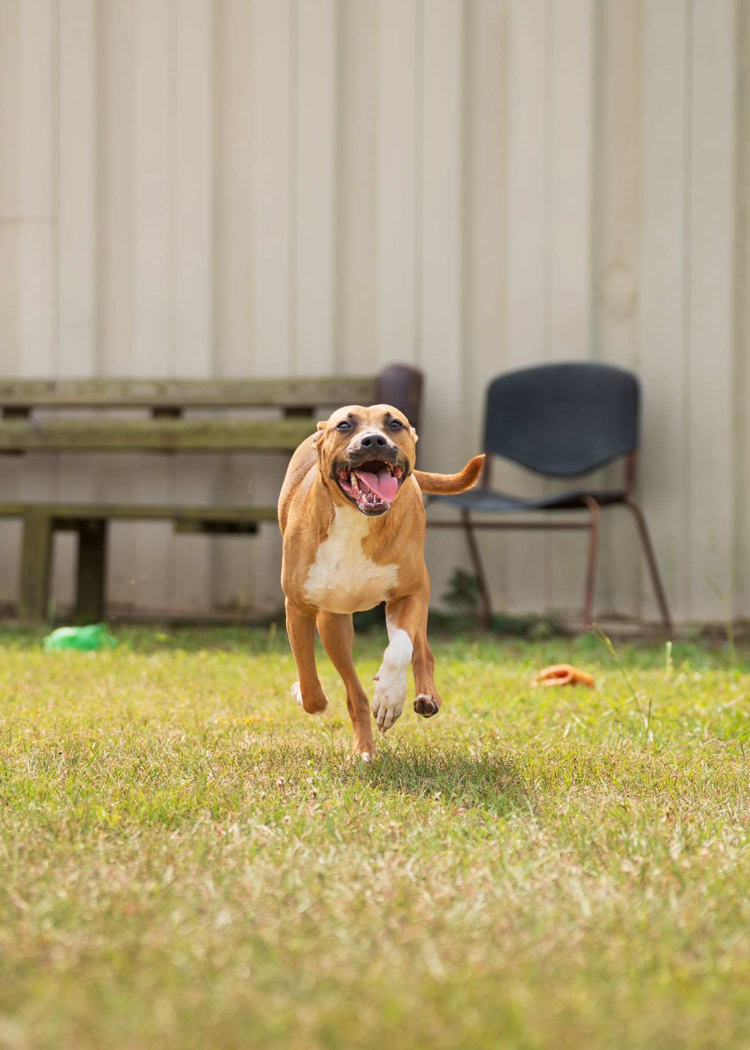 Mix breed at the shelter- Warner Robins Animal Control