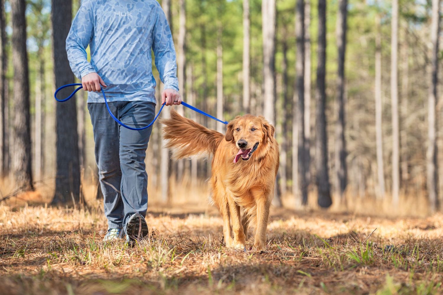 golden retriever walking in the woods with a male in Forsyth, Ga. Dog photoshoot for dog products by paws for portraits