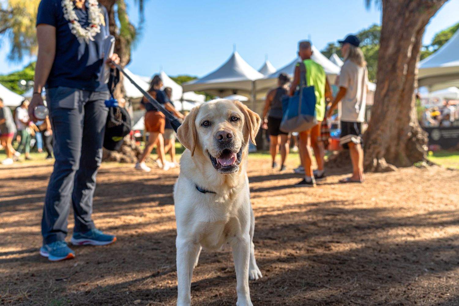 Hawaii humane society pet walk- paws for portraits