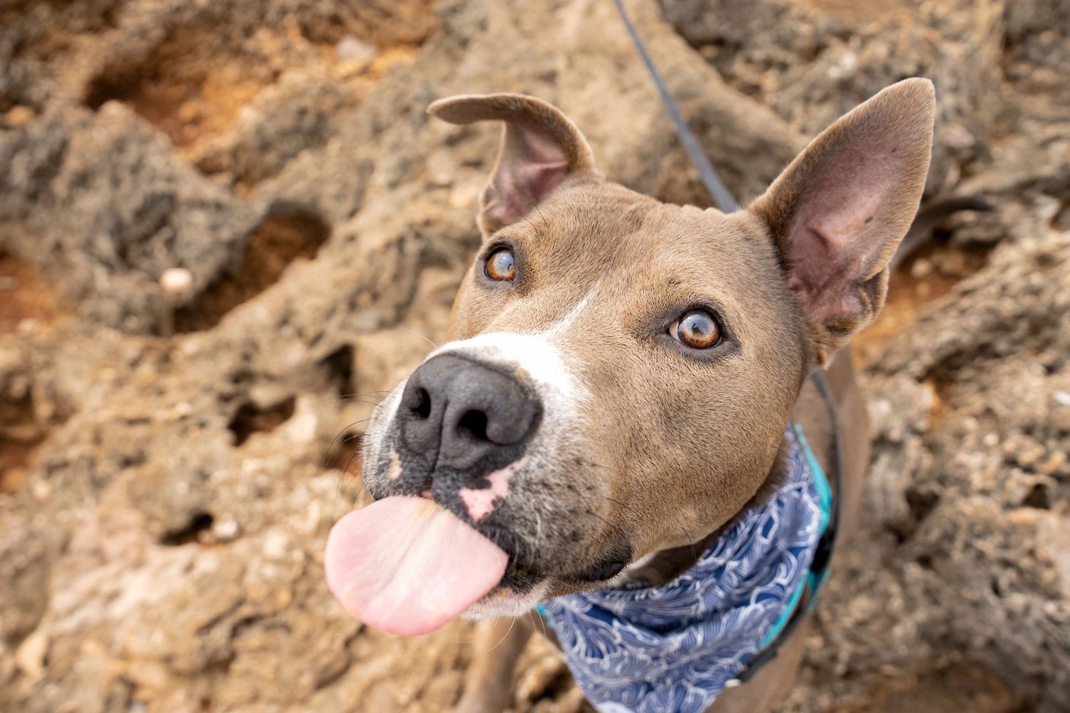 Rescue dog photoshoot- paws for portraits