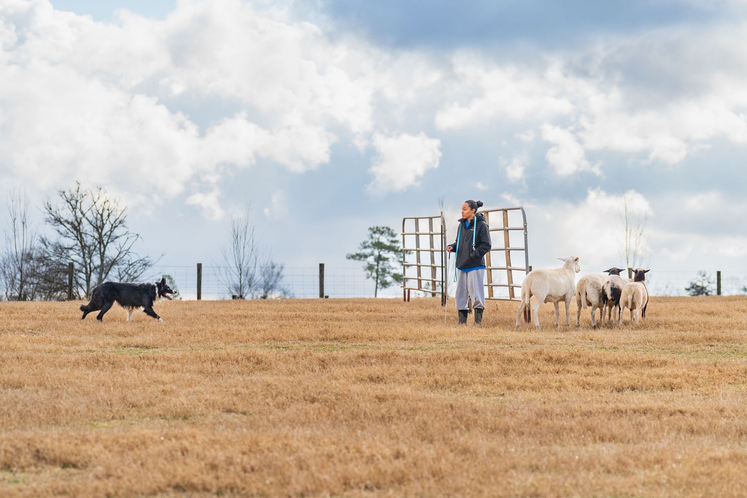 Herding photography- paws for portraits- Georgia dog photographer