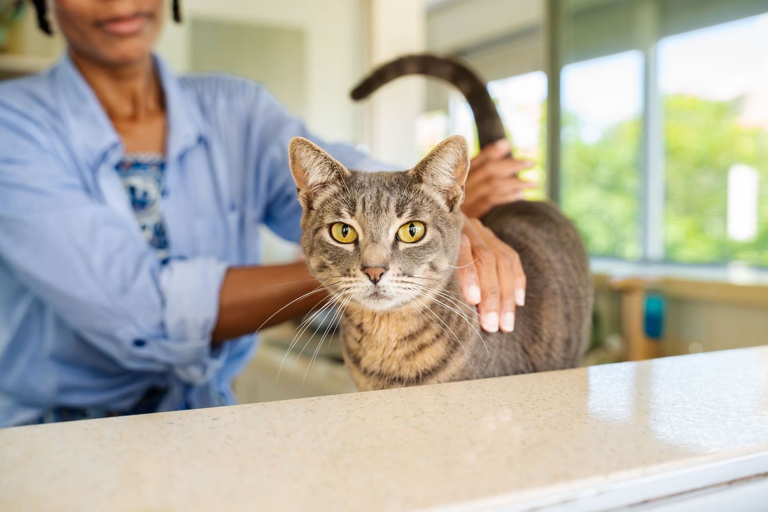 Cat photography- Paws for Portraits- Oahu and Georgia