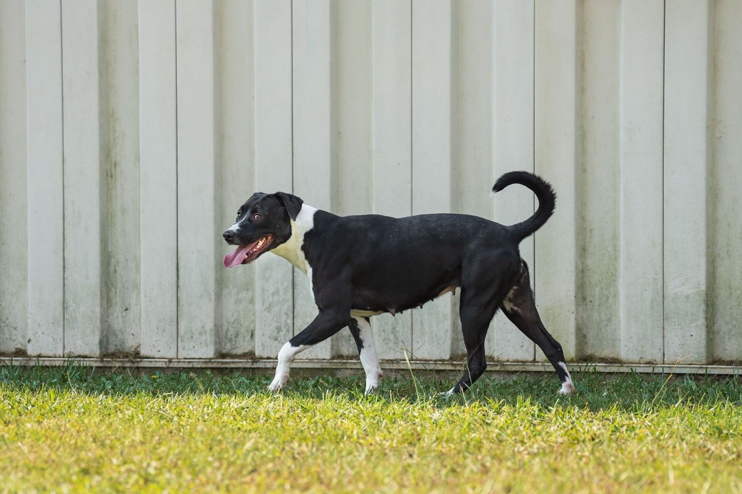 Mix breed at the shelter- Warner Robins Animal Control
