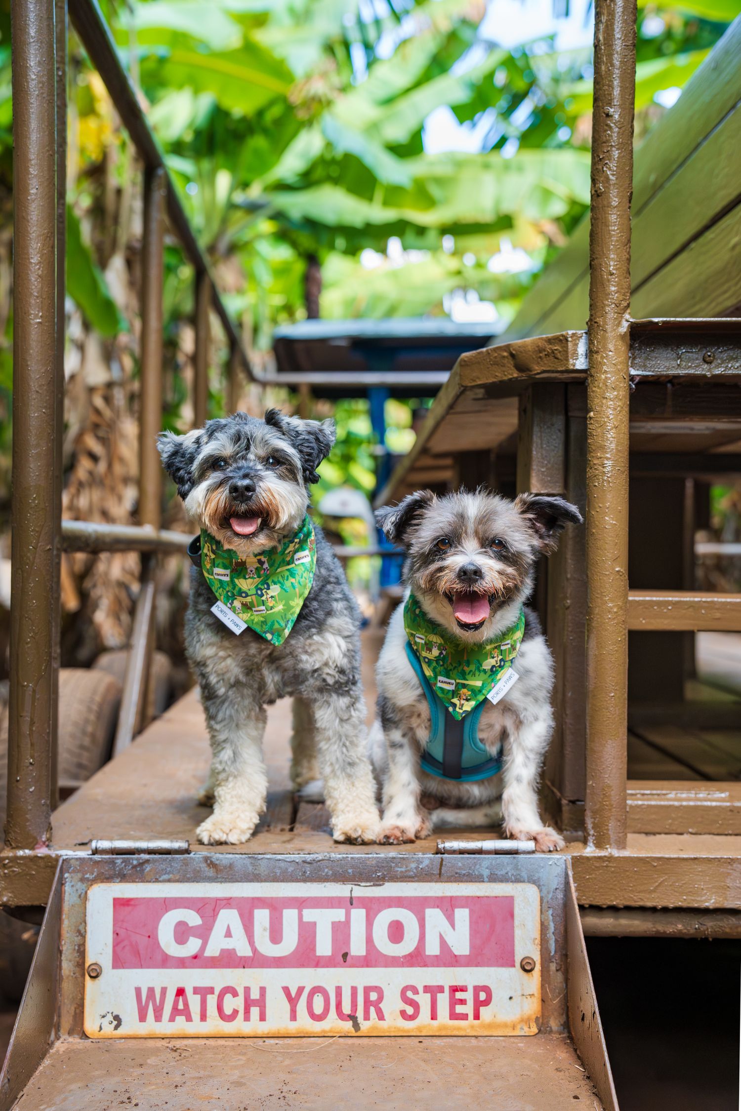 Commercial and small business pet/dog/cat photography- Paws for Portraits- Georgia- Hawaii