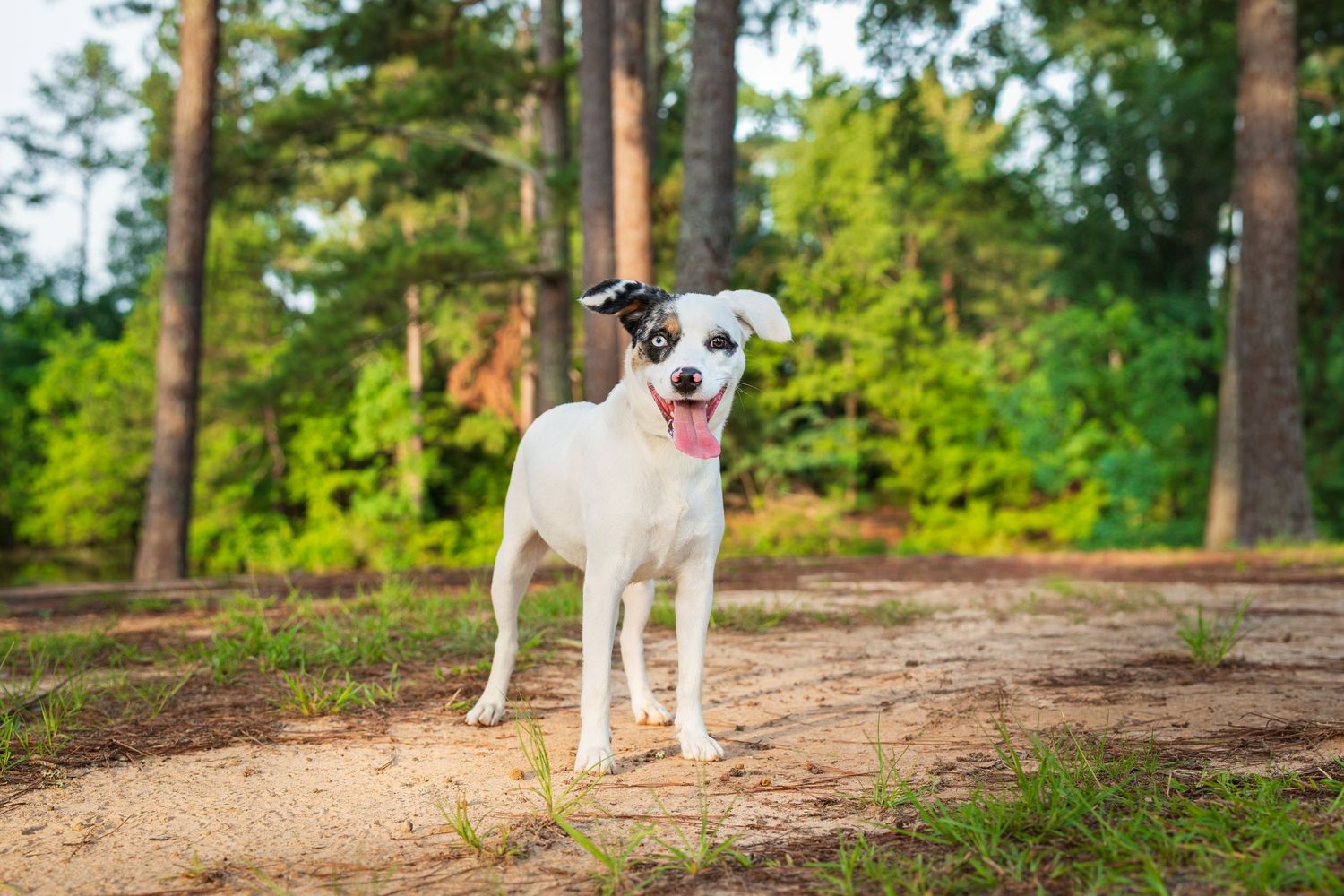 Dog photo- Warner Robins Georgia- pet photography- Paws for portraits