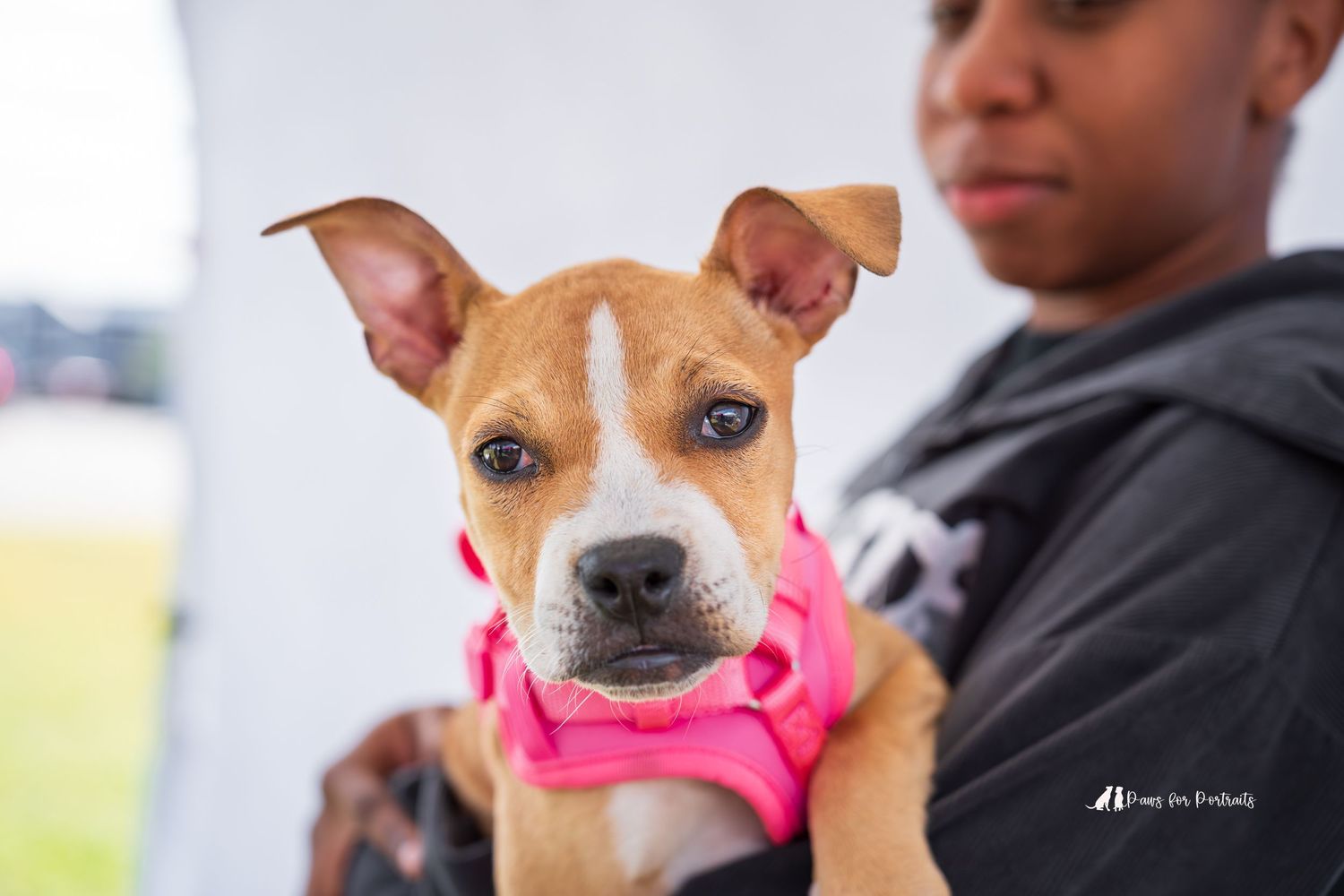 Adopted dog through Pawesome Southern Rescue petsmart adoption event in Warner Robins, GA. Dog photography taken by paws for portraits